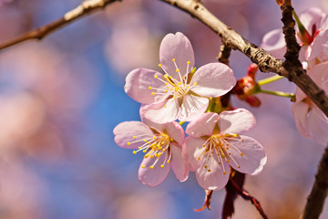 Japanese cherry blossom prunus serrulata in full bloom. Sunlit flowers of pink color. Freshness and beauty of a spring garden or orchard. Colorful floral photo