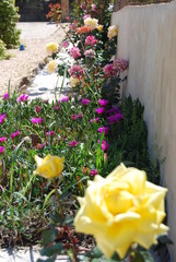Garden Floral Display, Colourful Flowers