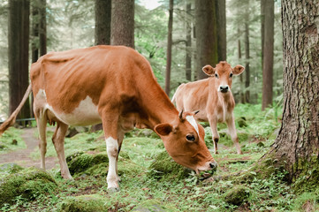 Naklejka na ściany i meble Cow and little calf grazing at summer meadow
