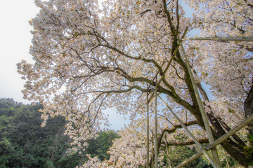 桜　Cherry Blossoms（百年桜）佐賀県嬉野市