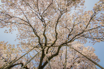 桜　Cherry Blossoms（百年桜）佐賀県嬉野市