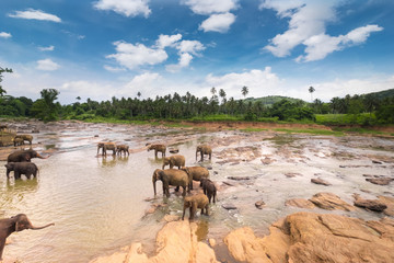 Fototapeta na wymiar Amazing Asian elephants in wild nature of Sri Lanka