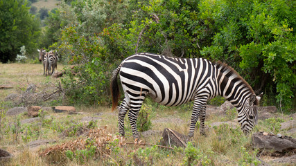 Fototapeta na wymiar Zebra Eating Grass