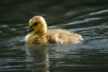Einzelnes Küken im Wasser