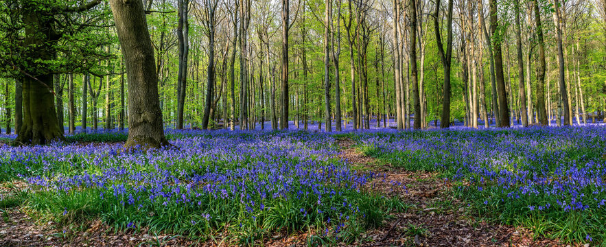 Forest full of bluebells flowers