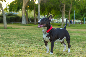 black and white bull terrier dog portrait posing and looking side ways in walking time around park outdoor green space environment 