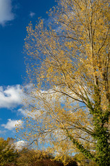 Golden autumn leaves set against a deep blue sky.