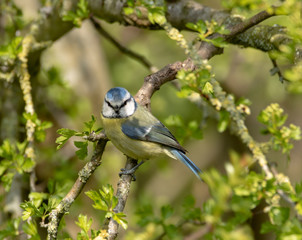 Blue tit sitting on a branch. Early spring leaves just forming on the trees.