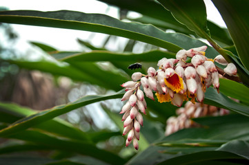 Obraz premium Black Bee with nectar and the blooming yellow flowers.