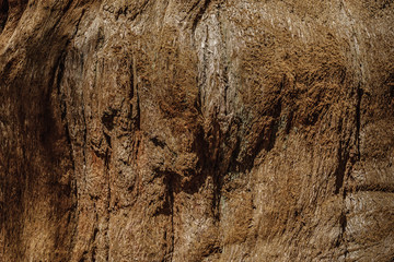 Bark of sequoia California