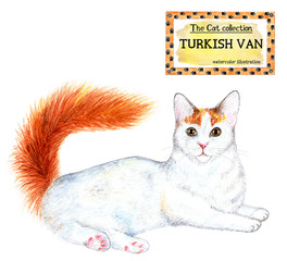Turkish van cat. The cat collection. Watercolor illustration. Cats breed collection. Pet. Illustration for design, decor, printing.