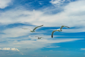 White gull flying Lower New York Bay