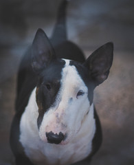 Bull Terrier adulto preto e branco 1