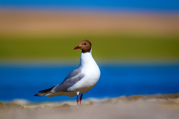 Nature and Gull. Black headed Gull. Colorful nature background.