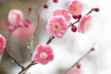 Fototapeta na wymiar Blossoming Pink plum flowers