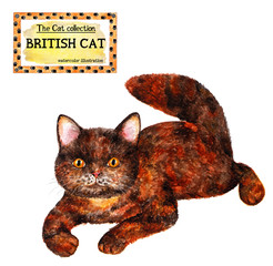 British tortoiseshell cat. The cat collection. Watercolor illustration. British kitten of tortie color. Cats breed collection. Pet. Illustration for design, decor, printing.