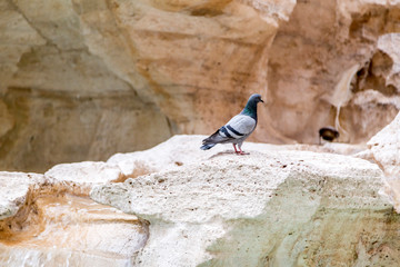 Pigeon standing on the rock sculpture of the famous Trevi Fountain in Rome