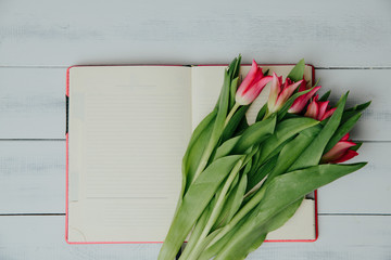Red tulips on a background of a notebook with blank pages. The concept of handing flowers to a woman, girl. Beautiful tulips and flowers, mother's day, women's day.