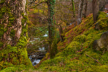 Fototapeta na wymiar Waterfall green forest river stream landscape.