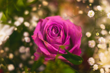 pink rose in the garden for mother's day