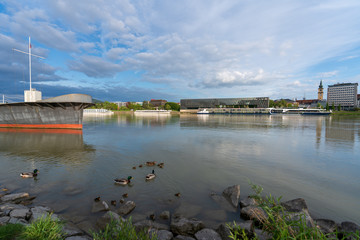Linz Urfahr Donauufer mit Ente und vielen K&uuml;ken im Hintergrund Lentos Kunstmuseum