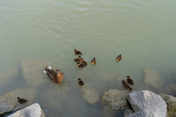 Ente mit Küken am Flussufer