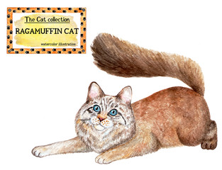 Ragamuffin cat. The cat collection. Watercolor illustration. Cats breed collection. Pet. Illustration for design, decor, printing.
