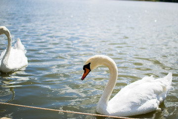 Fototapeta premium Two beautiful white geese swimming in a lake or pool