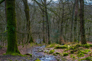 Obraz premium Walking paths with green trees in the forest. Beautiful way through the autumn forest