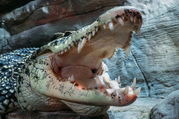 Crocodile with open mouth and teeth, aggression emotion