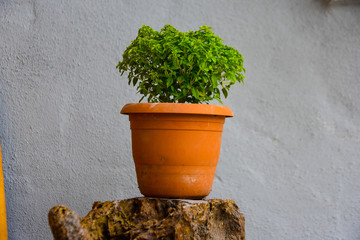 Fresh, young small- leaved basil 