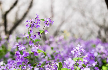 Small purple flower in full bloom in Wuhan East Lake.