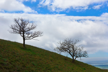 Two trees in spring on a hill near the sea