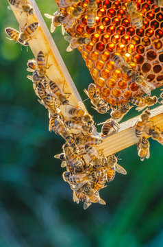 honey bees on honeycomb in apiary in late summertime 