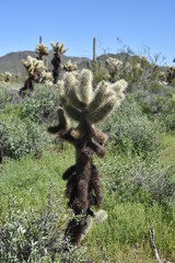 Arizona springtime desert bloom and green grasses