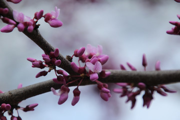 Macro Pink Buds