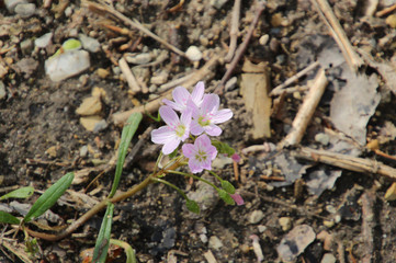 Pink and White Flowers