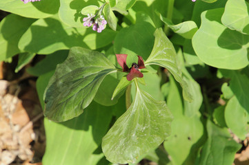 Wild Trillium in the Sun