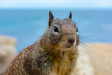Ground squirrel portrait on colorful coastal rocks with blue ocean water in background.