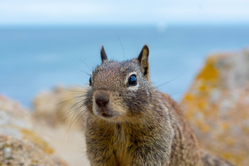 Ground squirrel on colorful coastal rocks with blue ocean water in background.
