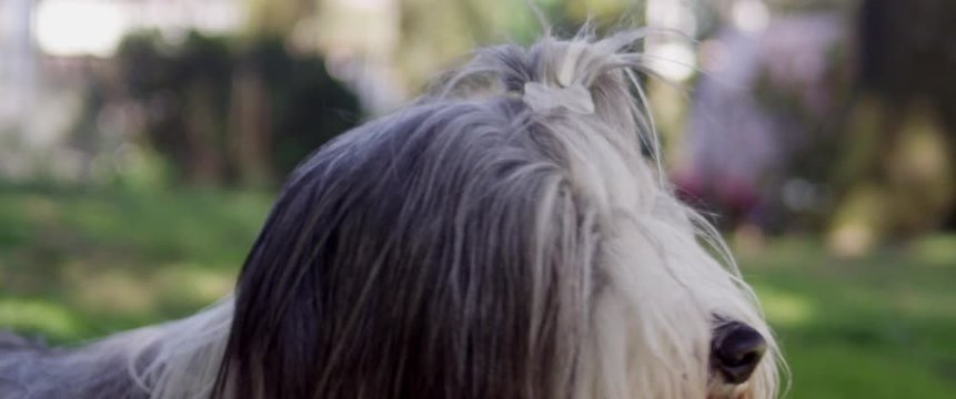 Bearded Hund schaut s&uuml;ss in die Kamera 