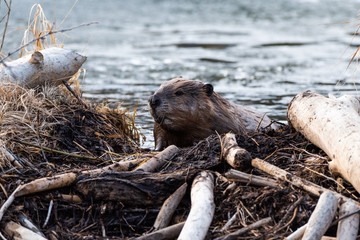 A large castor canadensis beaver climbing on dam