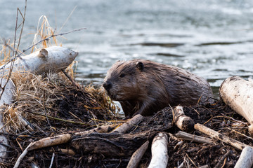 A large beaver climbing out of beaver pond © dpep