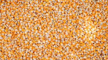 Yellow ear of sweet corn on the floor. Dry corn seed