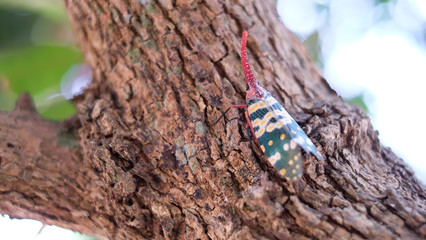 Insect ; Fulgoridae bug on longan tree on blurred background