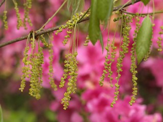 コナラの花