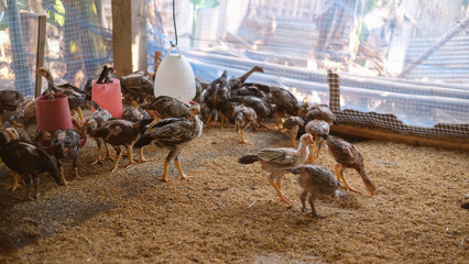 Chickens and cocks foraging around a white plastic feeder in clean husk in an enclosure on a farm.