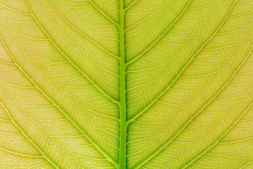 Green Leaf pattern texture background with light behind for website template, spring beauty, environment and ecology concept design.