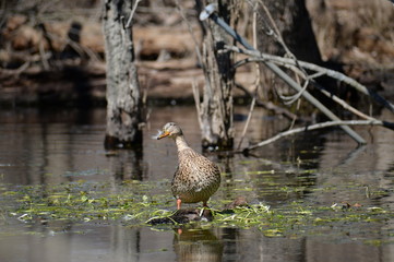 ducks on the lake