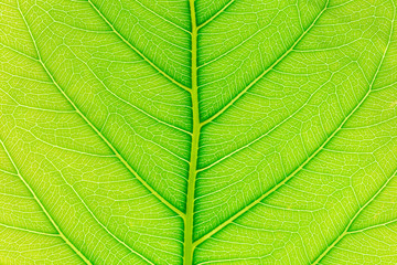 Green Leaf pattern texture background with light behind for website template, spring beauty, environment and ecology concept design.